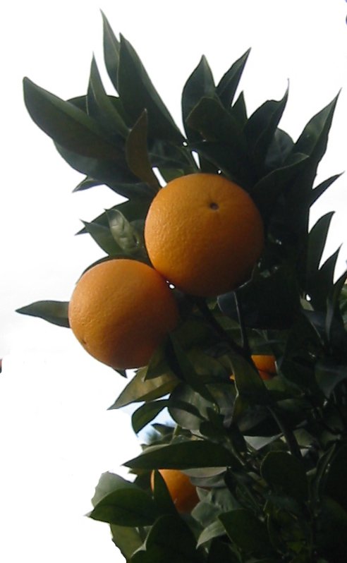 Orange provençale