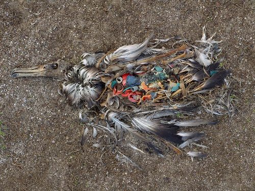 Poussin d'albatros avec l'estomac plein de plastique